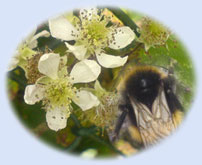 Blackberry bramble blossom