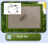 Removing lice with the three step wet combing method