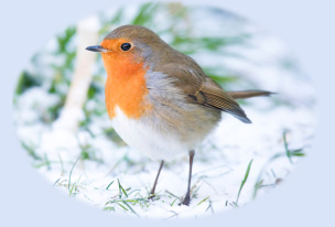 Feed the birds local to you
