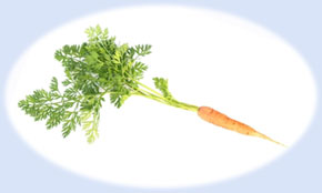 Examine, explore and exploit the attributes of fresh carrots ..