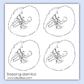 Sleeping hazel dormice