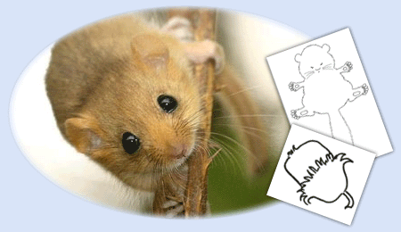 Activity to explore hazel dormice living in the UK