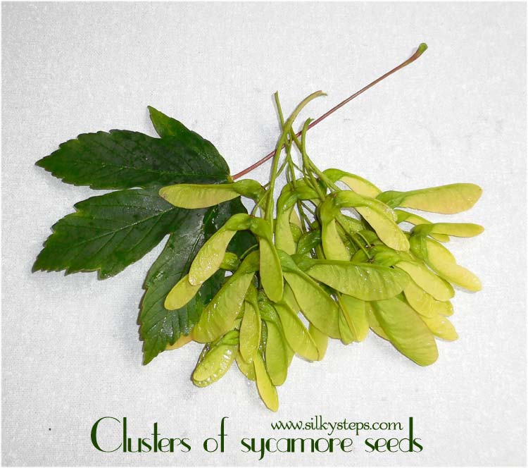 sycamore seeds for craft activities