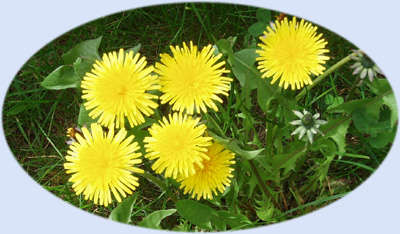 Dandelion yellow flowers - circles and blooms