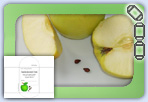 Grow apple trees from home sent seeds