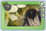 Enjoy blackberries in the setting and at home ..