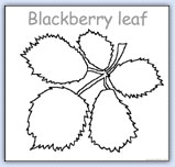 Blackberry leaf template will open in a new window..
