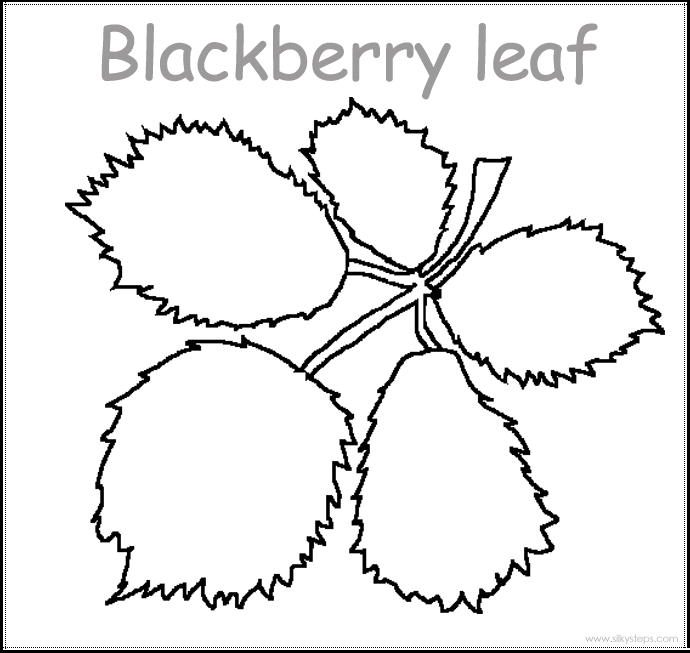 Blackberry leaf outline template