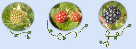 Sequence for blackberry ripening ..