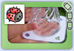 Bug slide - catch and release ..