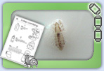 A range of head lice printables for parent setting communications