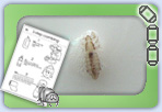 A range of head lice printables for parent setting communications