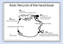 Find out about a louse's lifecycle