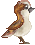 sparrow garden bird