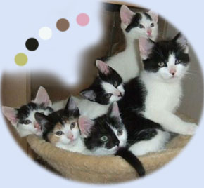 Cat and kitten colours