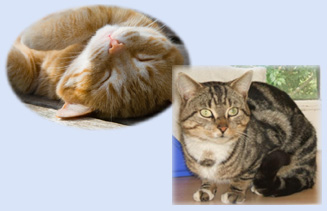 cats ..