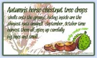 Conker horse chestnut rhyme