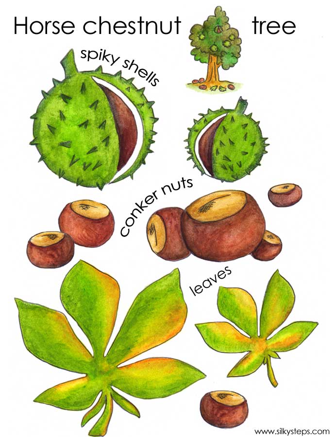 Horse chestnut tree poster - spiky shells, conkers and leaves