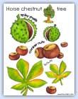 Horse chestnut, spiky shells, conkers and leaf poster