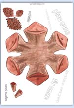 Colour pinecone playdough sheet