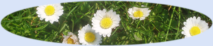 preschool early years daisy flower activity