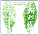 Colour primrose leaf print