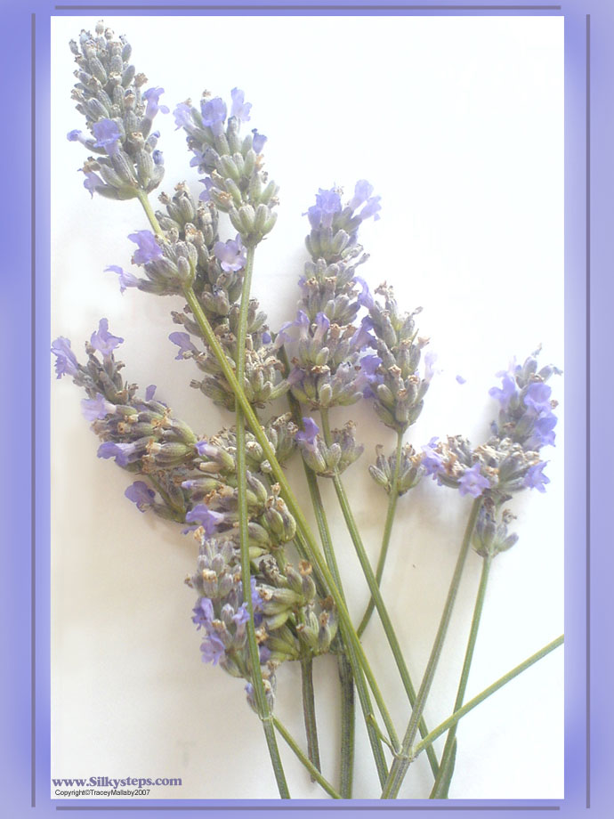 Lavender flower playdough mat