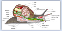 snail body part naming