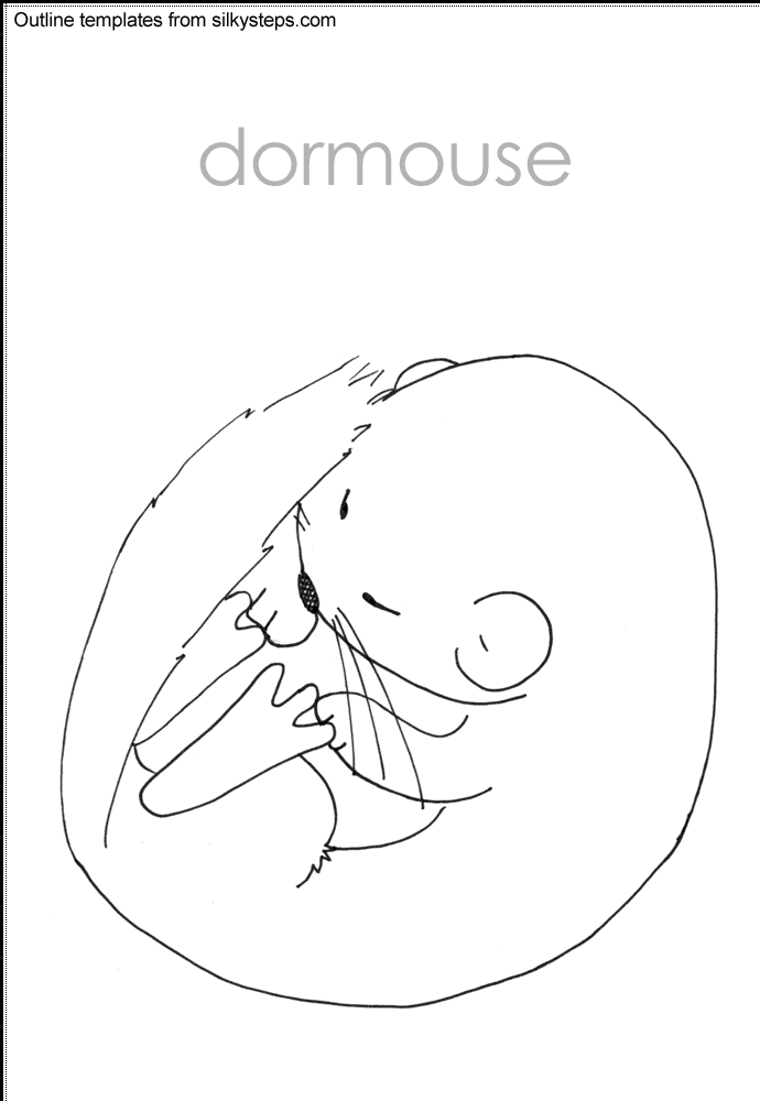 Dormouse hibernation outline template