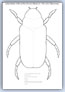 Beetle outline template