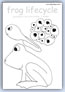 Frog lifecycle stages - 3 outline templates