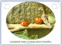 Ladybird poster sheet
