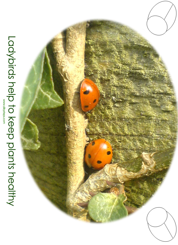 Ladybird poster sheet