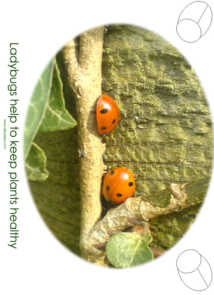 Ladybugs poster sheet