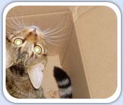 OUr cat likes to hide in boxes