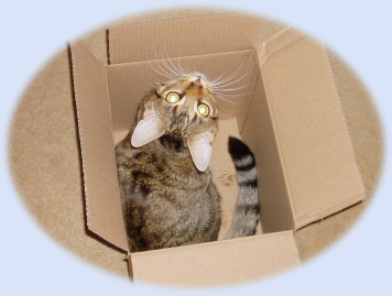 Pickle playing in boxes xx