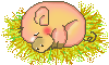 This little piggy sleeping