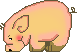 This little piggy eating