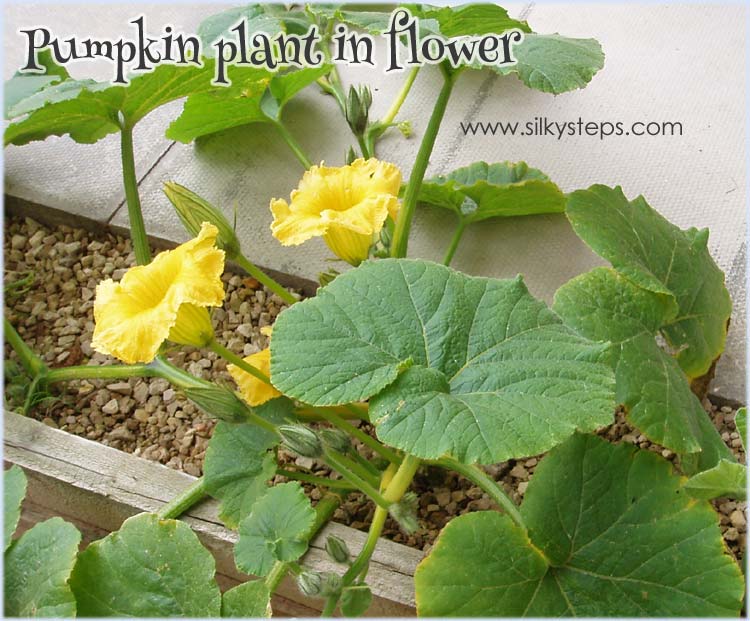 Grow pumpkins from seed this year and enjoy a range of orange, segmented activities ..
