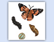 Butterfly caterpillar lifecycle pieces