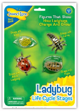 Ladybiird lifecycle figure, role play sequencing
