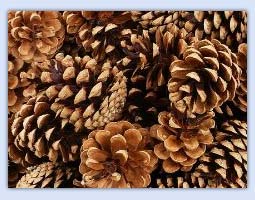 Pine cones for play