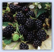 Thornless blackberry plant - grow and harvest with out injury..