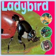 Ladybird lifecycle