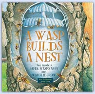 A wasp builds a nest