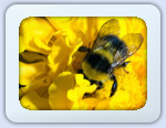 KNUW - Knowledge and understanding of the world - nature, technology, culture and community