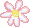 Pink daisy